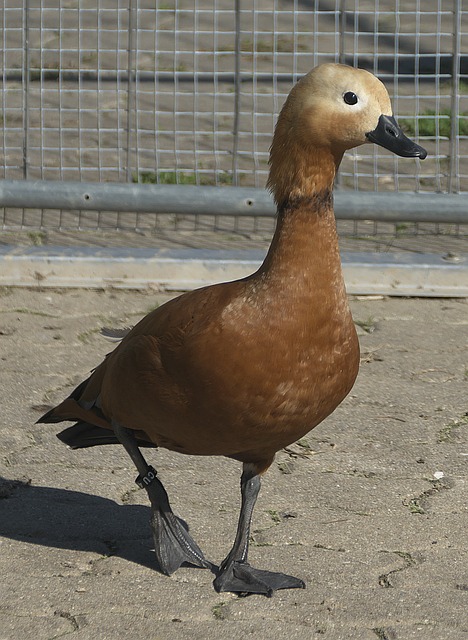 还是
