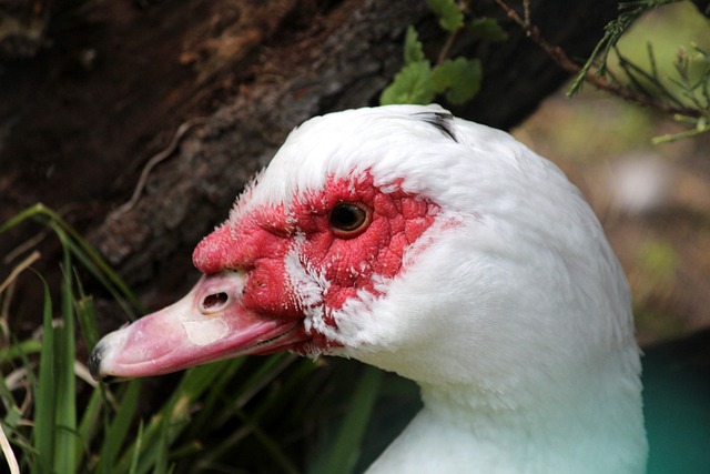 球员在攻防 球员在攻防